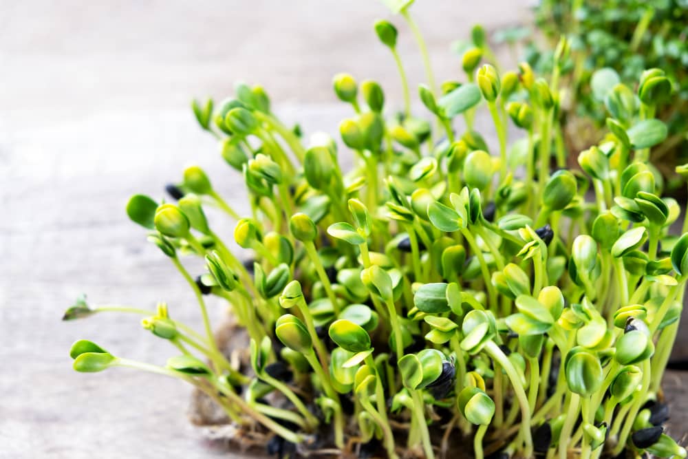 Kresse und Microgreens für Home-Farming