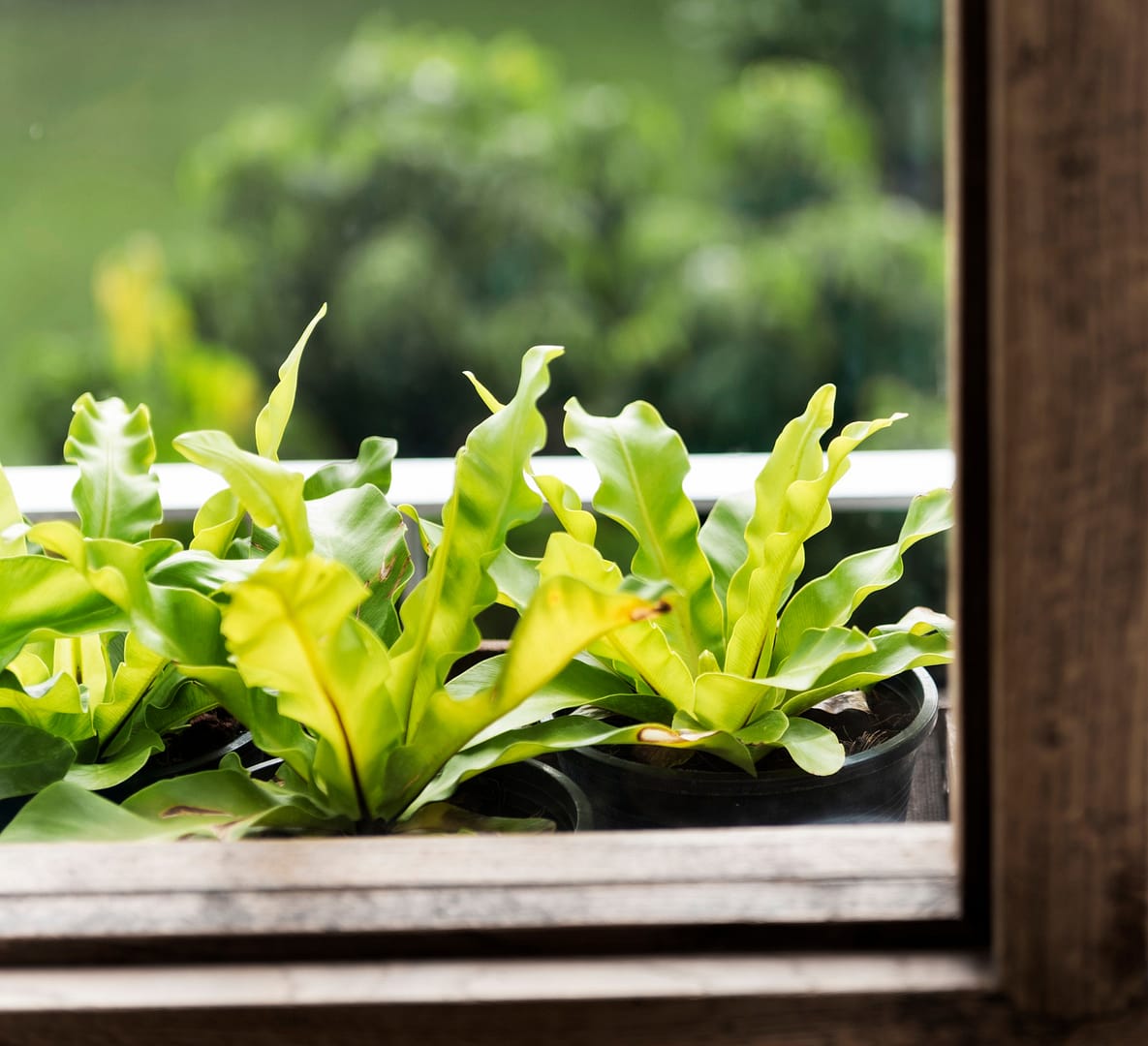 Salate in Micro-Farm Pflanzkasten