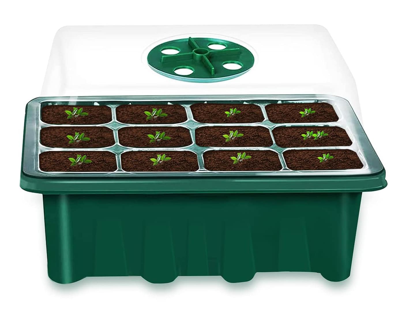 Pflanzensamen Auswahl für Indoor-Farming