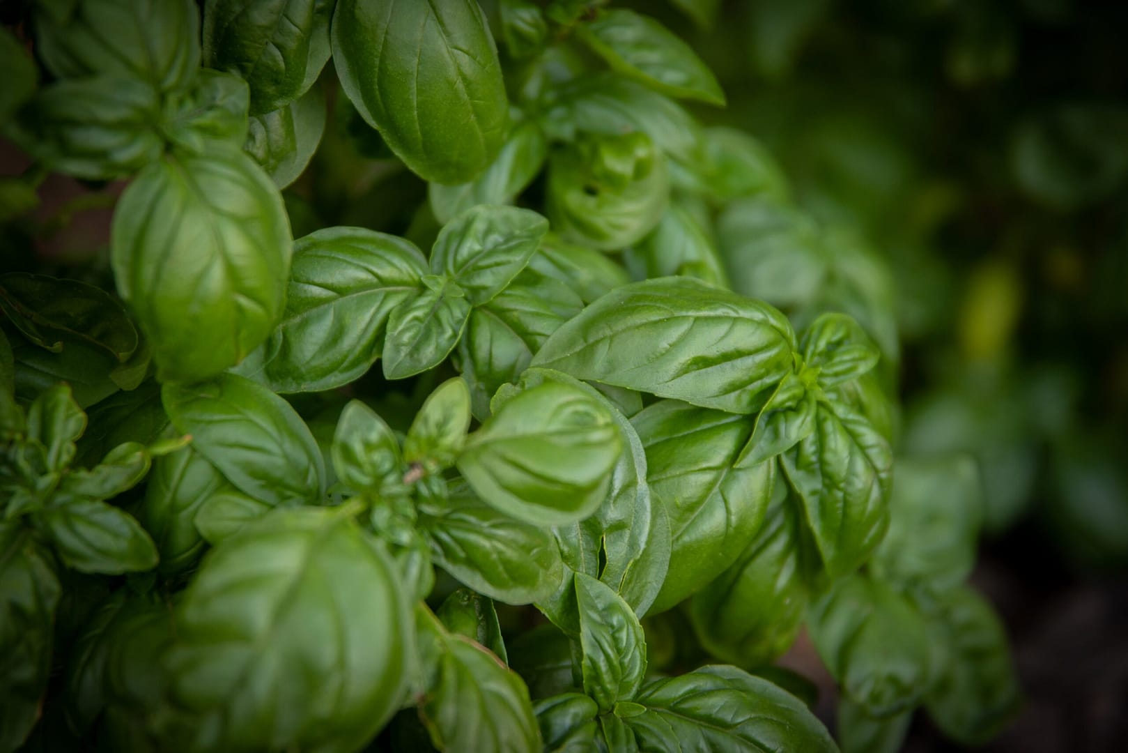 Basilikum Pflanze in Indoor-Farm