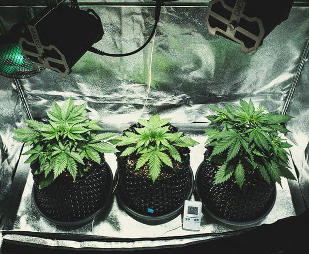 Cherry Tomaten Pflanze