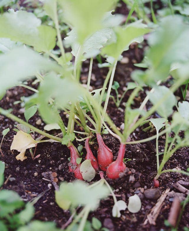 Radischen in der Indoor Micro-Farm