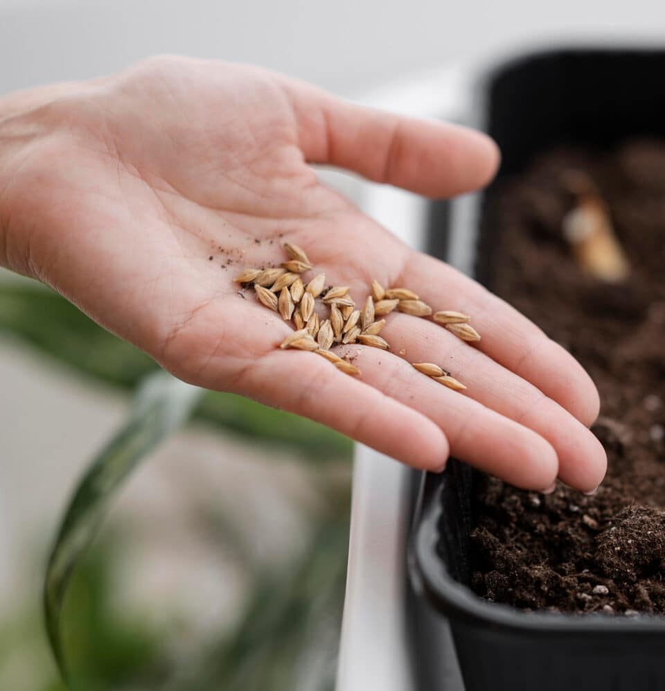 Pflanzensamen Auswahl für Indoor-Farming