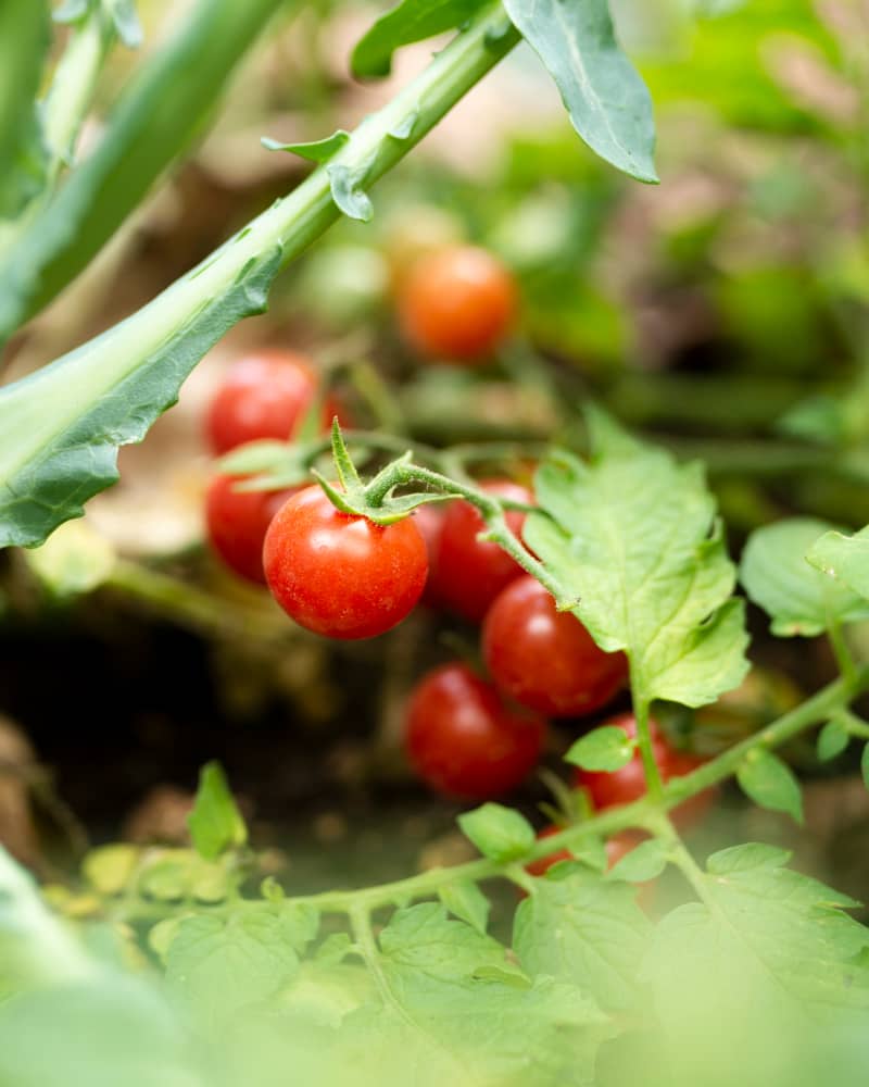 Cherry Tomaten Pflanze